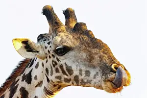 Paysage: Masai giraffe (Giraffa tippelskirchi), also spelled Maasai giraffe