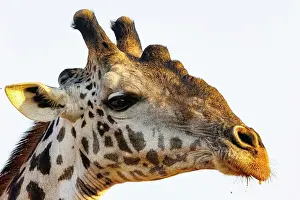 Paysage: Masai giraffe (Giraffa tippelskirchi), also spelled Maasai giraffe
