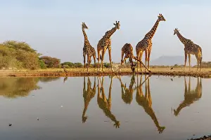 Paysage: Masai giraffe (Giraffa tippelskirchi), also spelled Maasai giraffe