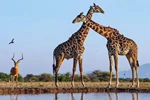 Paysage: Masai giraffe (Giraffa tippelskirchi), also spelled Maasai giraffe
