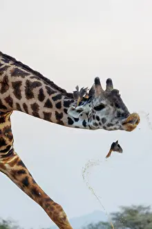 Paysage: Masai giraffe (Giraffa tippelskirchi), also spelled Maasai giraffe