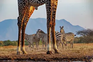 Paysage: Masai giraffe (Giraffa tippelskirchi), also spelled Maasai giraffe