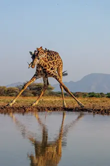 Paysage: Masai giraffe (Giraffa tippelskirchi), also spelled Maasai giraffe
