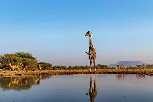 Paysage: Masai giraffe (Giraffa tippelskirchi), also spelled Maasai giraffe