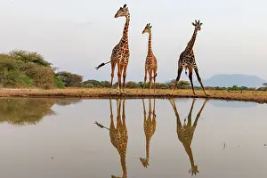 Paysage: Masai giraffe (Giraffa tippelskirchi), also spelled Maasai giraffe
