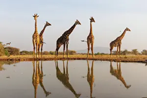 Paysage: Masai giraffe (Giraffa tippelskirchi), also spelled Maasai giraffe
