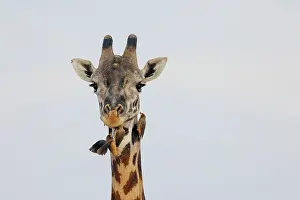 Paysage: Masai giraffe (Giraffa tippelskirchi)