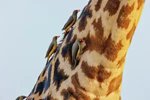 Paysage: Masai giraffe (Giraffa tippelskirchi)