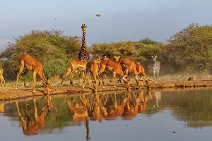 Paysage: Masai giraffe (Giraffa tippelskirchi), also spelled Maasai giraffe