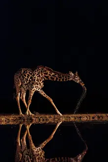 Paysage: Masai giraffe (Giraffa tippelskirchi), also spelled Maasai giraffe