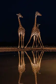 Paysage: Masai giraffe (Giraffa tippelskirchi), also spelled Maasai giraffe