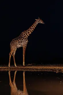 Paysage: Masai giraffe (Giraffa tippelskirchi), also spelled Maasai giraffe