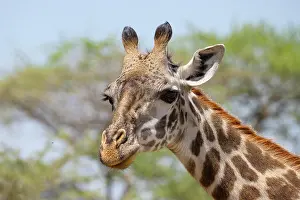 Giraffe: Masai giraffe (Giraffa tippelskirchi), animal po
