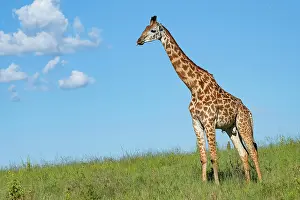 Giraffe: Masai giraffe (Giraffa tippelskirchi), Serengeti