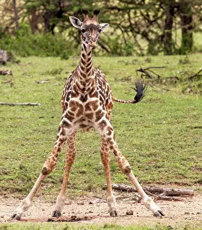 Splayed: Masai Giraffe juvenile