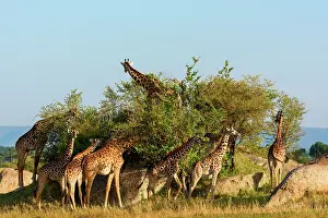 Savannahs: Masai giraffe, Maasai giraffe, or Kilimanjaro giraffe
