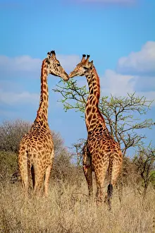 Crazy: Masai giraffe, Maasai giraffe, or Kilimanjaro giraffe