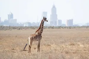 Towns: Masai Giraffe in the savanna outside the city