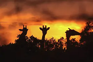 Tippelski: Masai Giraffe - silhouetted at sunset
