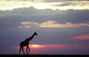 Tippelski: Masai Giraffe - sillhouetted at sunset