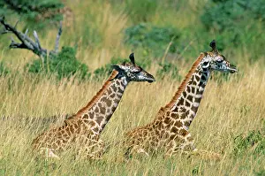 Tippelski: Masai Giraffe - two sitting down in long grass
