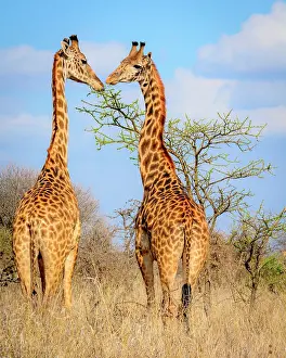 Savannahs: Masai giraffe also spelled Maasai giraffe, also