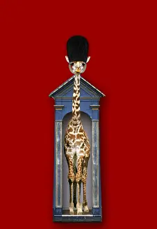 250919: Masai Giraffe wearing a bearskin guards hat
