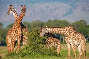 Giraffe: Masai Giraffes browsing in Masai Mara Savannah