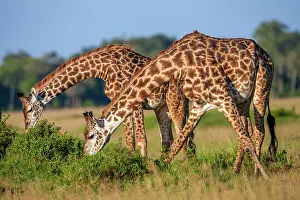 Giraffe: Masai Giraffes browsing in Masai Mara Savannah