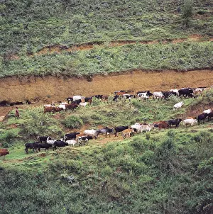 Breaks: Masai herdsman drivies his cattle up Mau escarpment Kenya