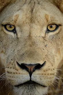 Lionesses: Masai lion or East African lion (Panthera leo nubica