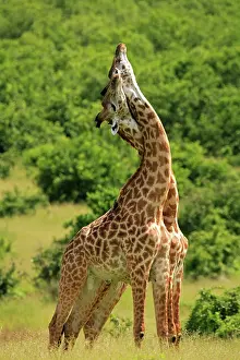 Entwined: Masai / Maasai Giraffe - 2 males with necks entwined