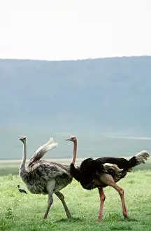 Tanzanian: Masai Ostrich