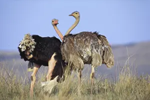 Differential: Masai Ostrich
