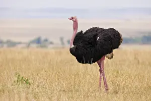 Struthionidae: Masai Ostrich, Kenya