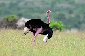 Masai Ostrich (Struthio camelus massaicus), Nairobi