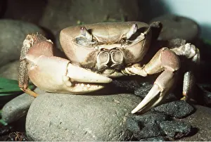Crabs: MASCARENE LAND CRAB