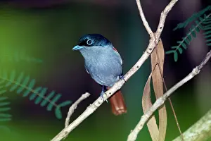 Mascarene: Mascarene Paradise Flycatcher
