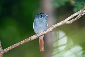Mascarene: Mascarene Paradise Flycatcher