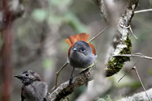 Reunion: Mascarene Paradise-Flycatcher