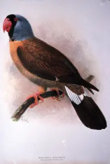 Extinct: MASCARENE PARROT - Extinct Bird - Illustration