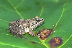 Mascarene: Mascarene Rocket Frog - Endemic