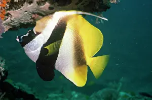 Banner: Masked Bannerfish