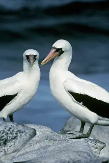 Dactylatra: Masked Boobies