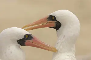 Boobies: Masked Boobies