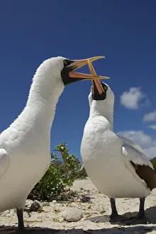 Boobies: Masked Boobies