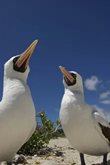Boobies: Masked Boobies