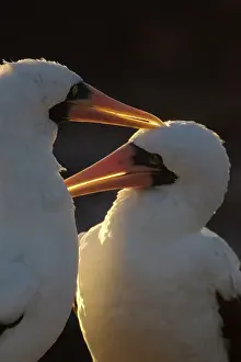 Boobies: Masked Boobies
