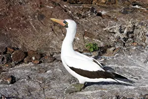 Boobys: Masked Booby