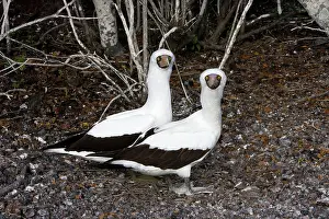 Boobys: Masked Booby - two